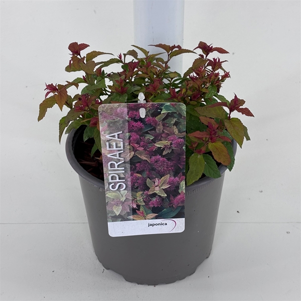 Spiraea Bumalda Goldflame