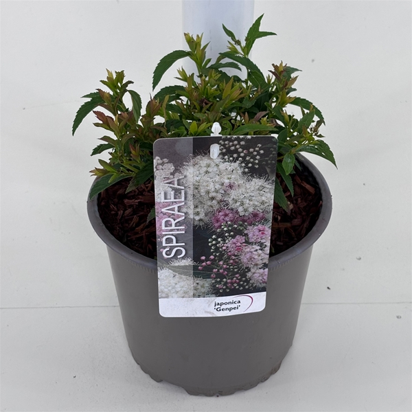 Spiraea Japonica Genpei