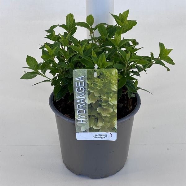 Hydrangea Paniculata Limelight