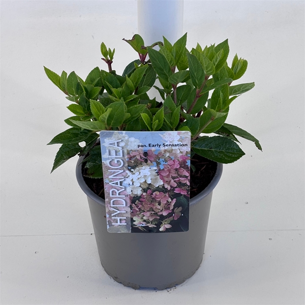 Hydrangea Paniculata Early Sensation 