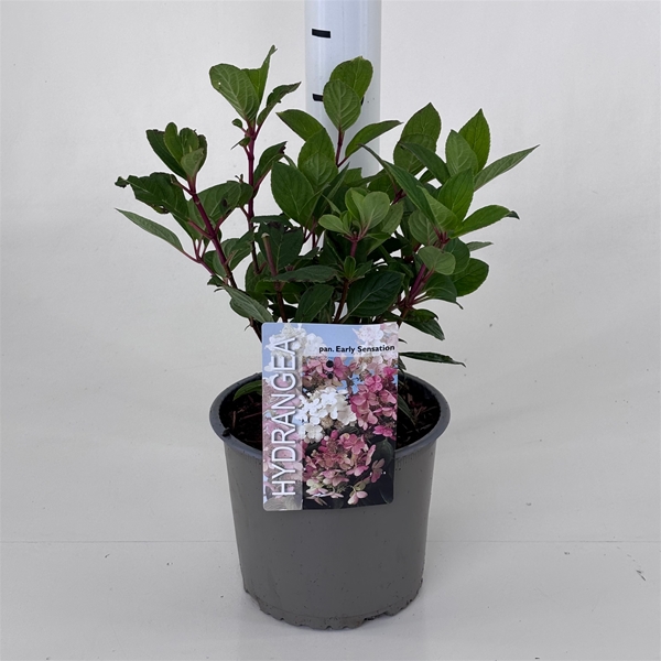 Hydrangea Paniculata Early Sensation 