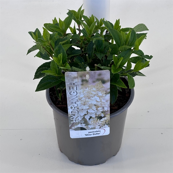 Hydrangea Paniculata Silver Dollar