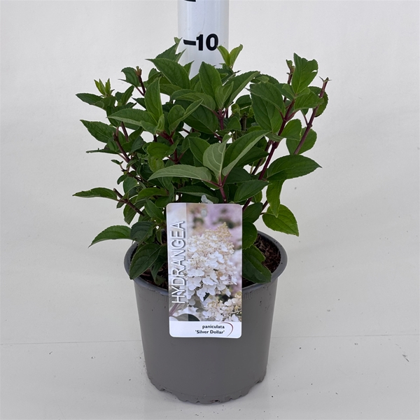 Hydrangea Paniculata Silver Dollar
