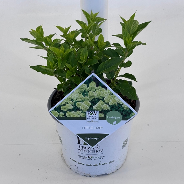 Hydrangea Paniculata Jane Little Lime