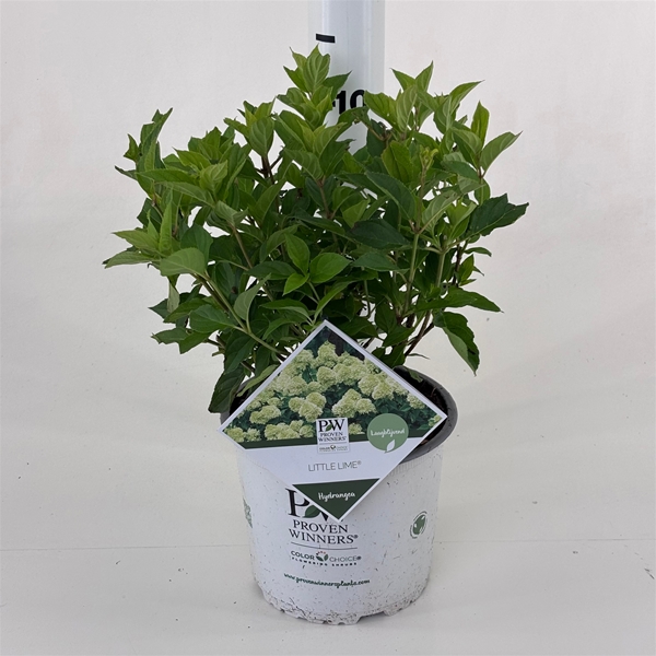 Hydrangea Paniculata Jane Little Lime
