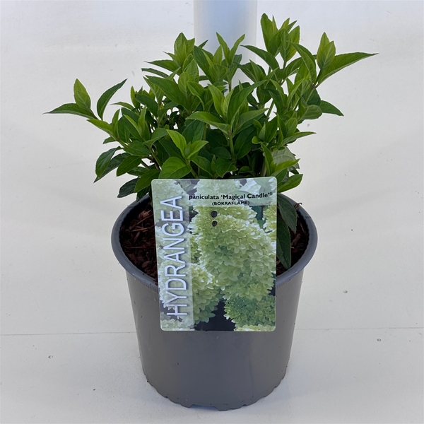 Hydrangea Paniculata Magical Candle