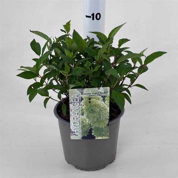 Hydrangea Paniculata Magical Candle