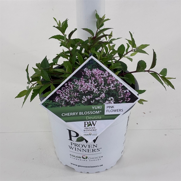 Deutzia Yuki Cherry Blossom 