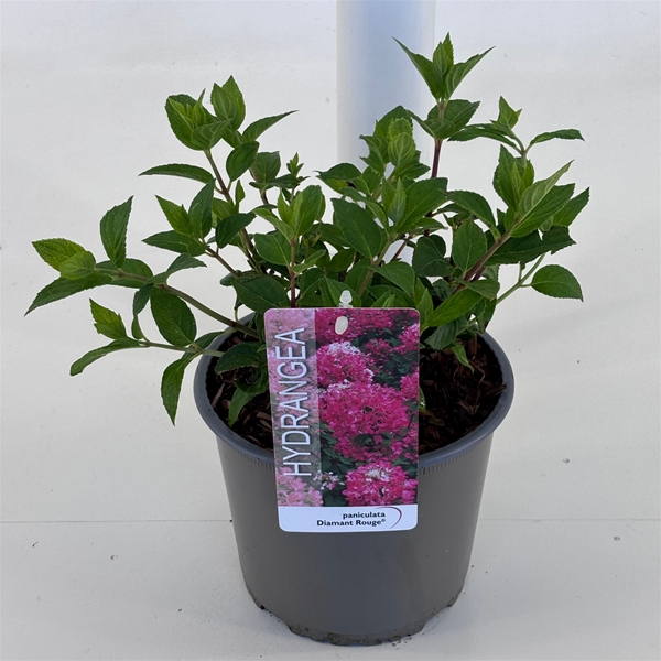 Hydrangea Paniculata Diamant Rouge 