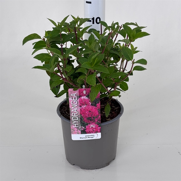 Hydrangea Paniculata Diamant Rouge 