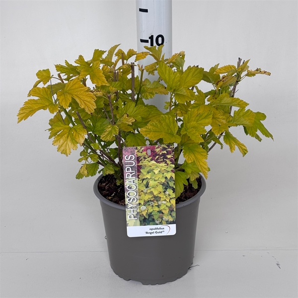 Physocarpus Opulifolius Minange Angel Gold