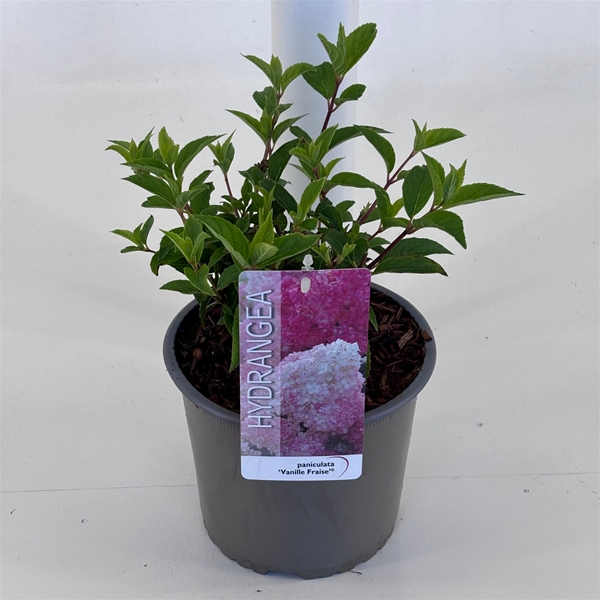 Hydrangea Paniculata Vanille Fraise 