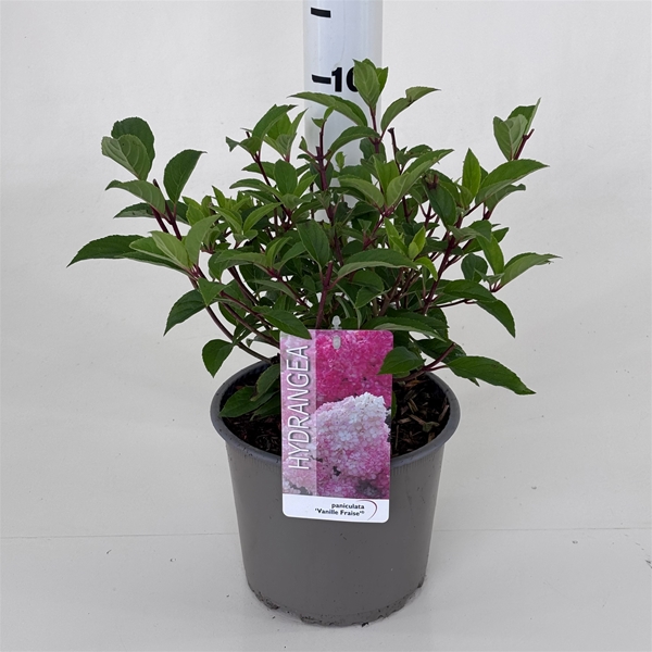 Hydrangea Paniculata Vanille Fraise 