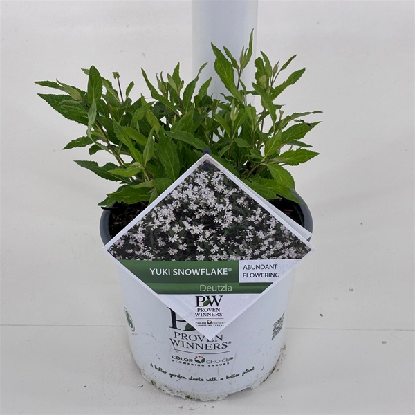Deutzia Yuki Snowflake