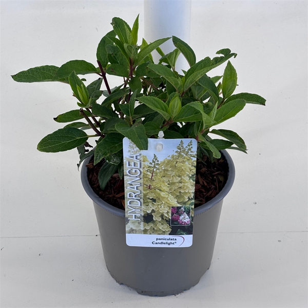 Hydrangea Paniculata Candelight