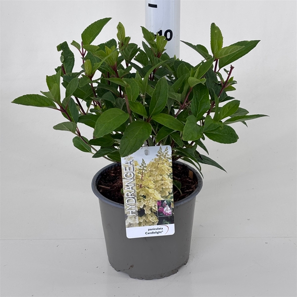 Hydrangea Paniculata Candelight