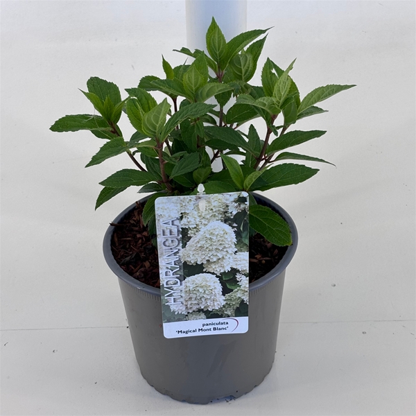 Hydrangea Paniculata Magical Mont Blanc