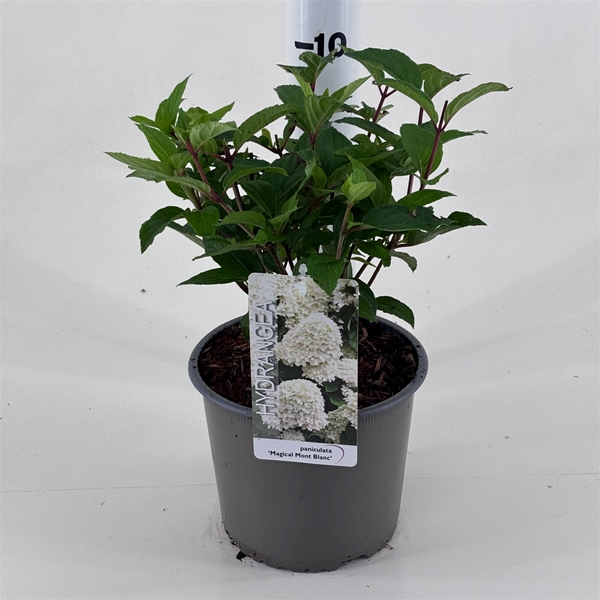 Hydrangea Paniculata Magical Mont Blanc