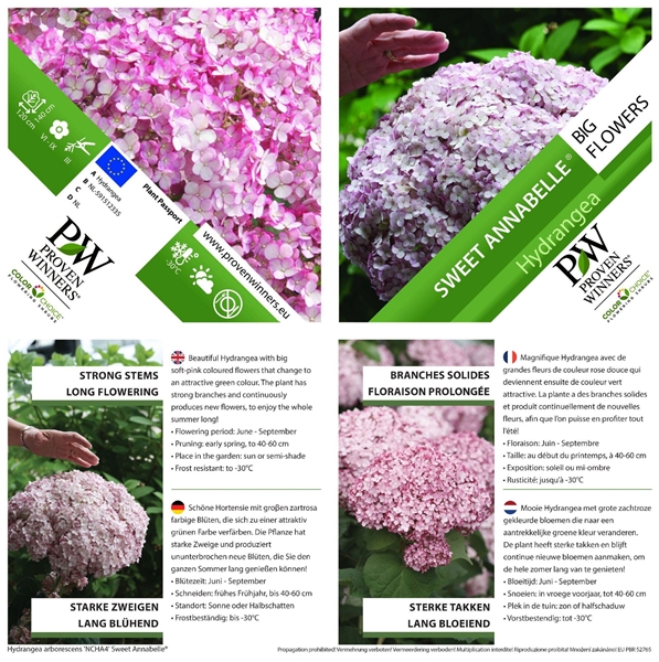 Hydrangea Arborescens Sweet Annabelle