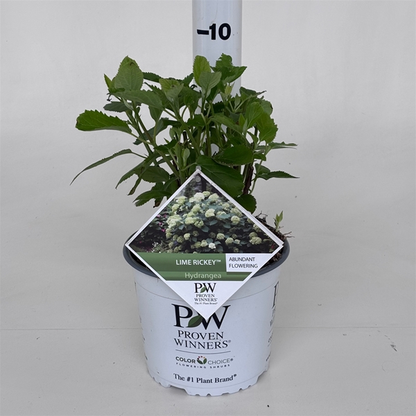 Hydrangea Arborescens Lime Rickey