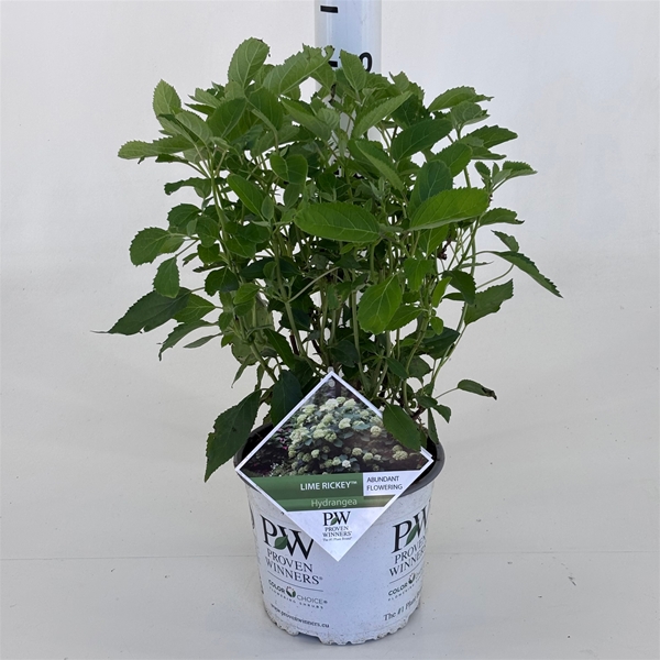 Hydrangea Arborescens Lime Rickey