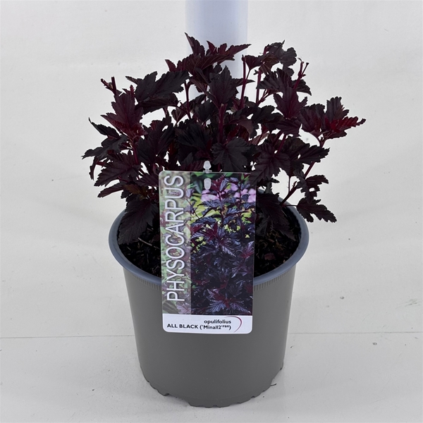 Physocarpus Opulifolius All Black