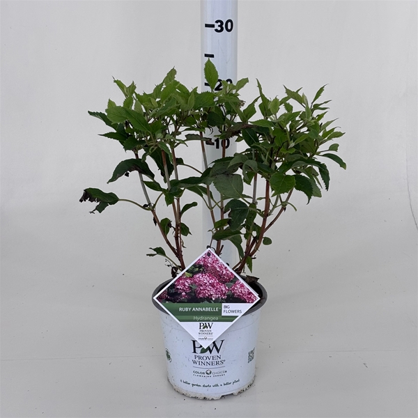 Hydrangea Arborescens Ruby Annabelle