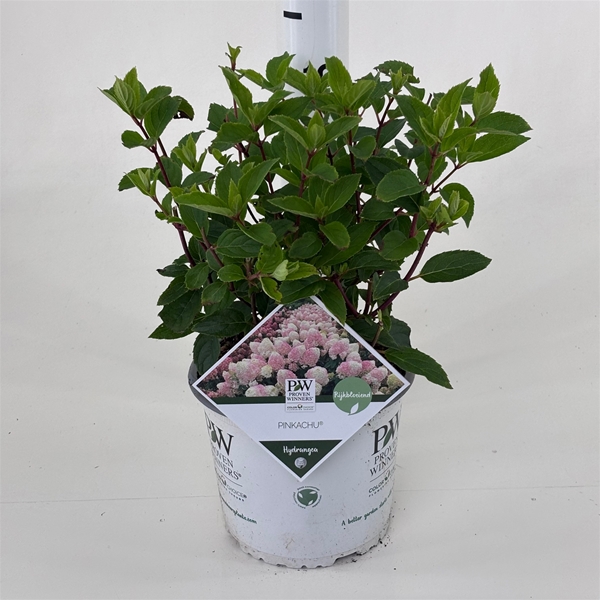 Hydrangea Paniculata Pinkachu
