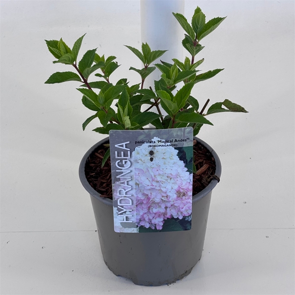 Hydrangea Paniculata Magical Andes