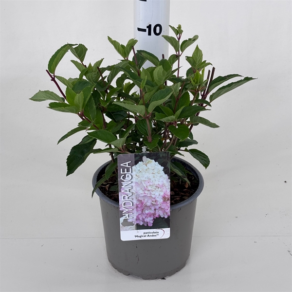 Hydrangea Paniculata Magical Andes