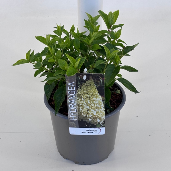 Hydrangea Paniculata Polar Bear