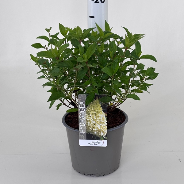 Hydrangea Paniculata Polar Bear