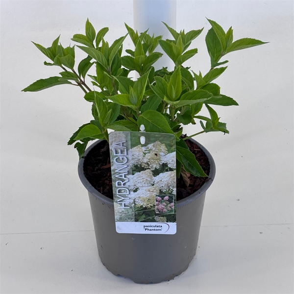 Hydrangea Paniculata Phantom
