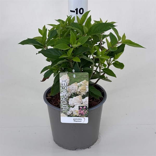Hydrangea Paniculata Phantom