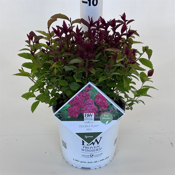 Spiraea Double Play Red