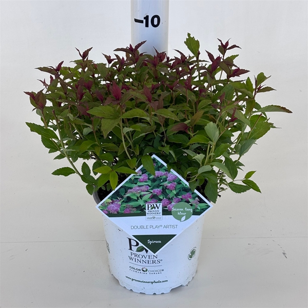 Spiraea Double Play Artist