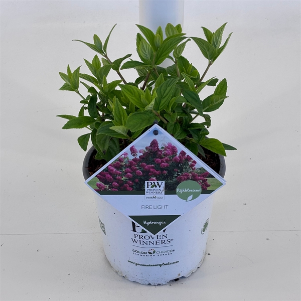 Hydrangea Paniculata Firelight