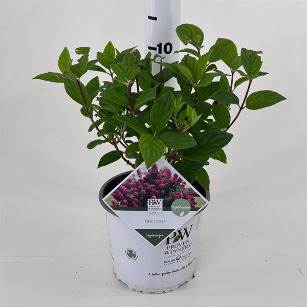 Hydrangea Paniculata Firelight
