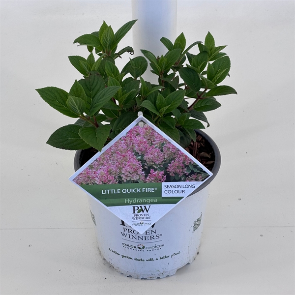 Hydrangea Paniculata Little Quick Fire
