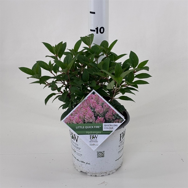 Hydrangea Paniculata Little Quick Fire