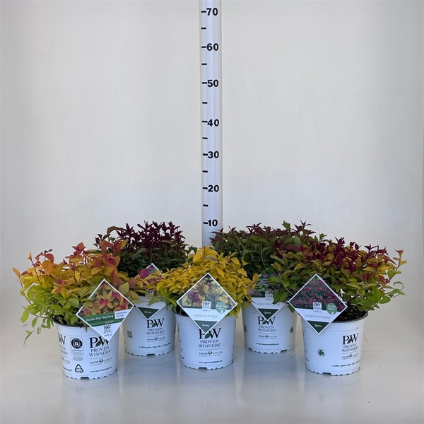 Spiraea Double Play Mix