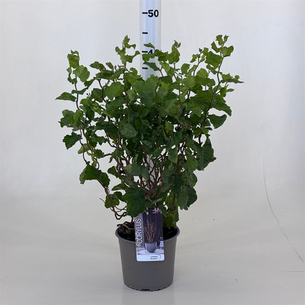Corylus Avellana Scooter