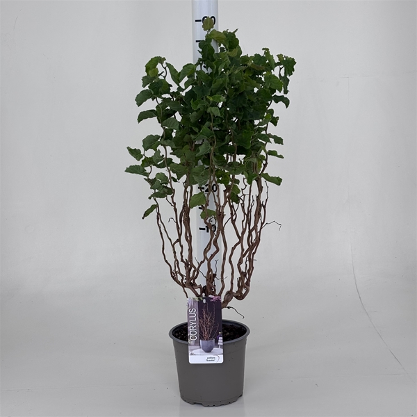Corylus Avellana Scooter