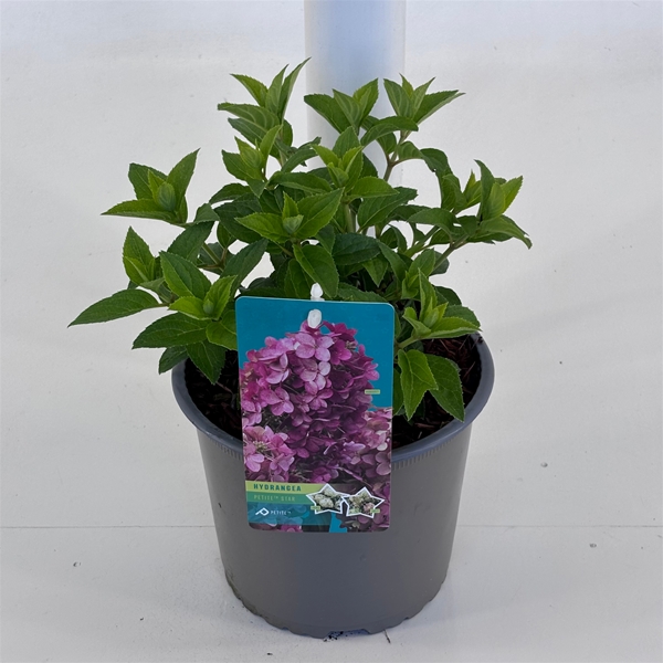 Hydrangea Paniculata Petite Star