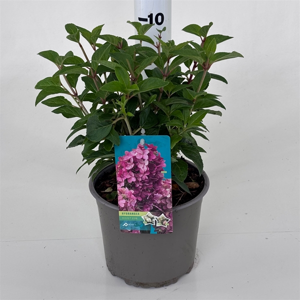 Hydrangea Paniculata Petite Star