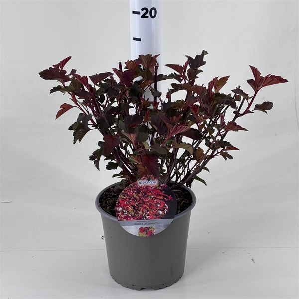 Physocarpus Opulifolius Diable d'or