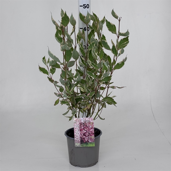 Cornus Alba Miracle