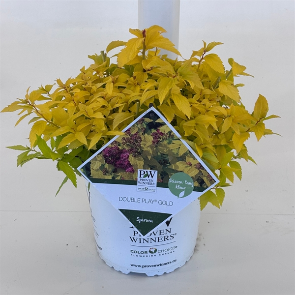 Spiraea Double Play Gold