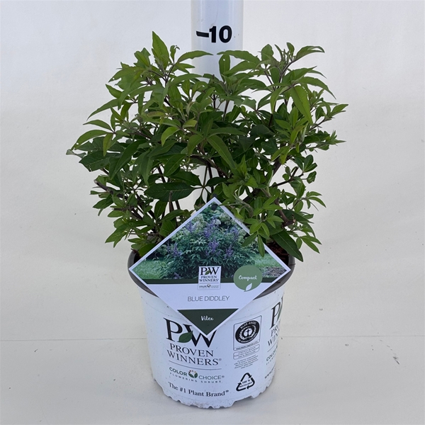 Vitex Agnus-Cactus Blue Diddley 