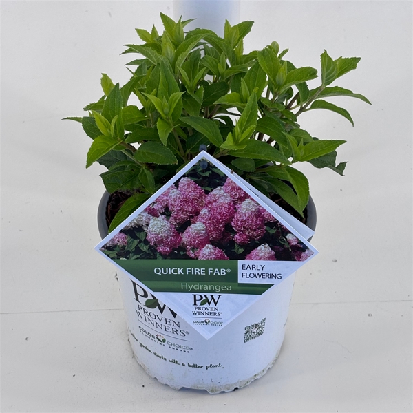 Hydrangea Paniculata Quick Fire Fab